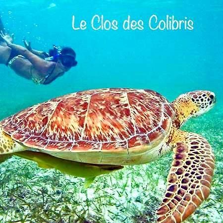 Lodge Colibris Piscine Privee Vue Panoramique Mer Et Montagne Pelee , 500 M Plage Dans Un Parc , Calme Assure Ideal Pour Decouvrir Le Nord Caraibes ลาการ์เบต์ ภายนอก รูปภาพ