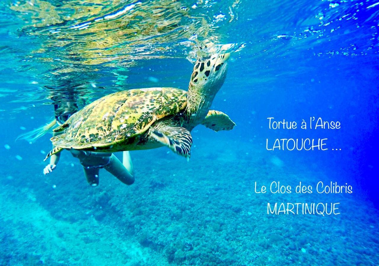 Lodge Colibris Piscine Privee Vue Panoramique Mer Et Montagne Pelee , 500 M Plage Dans Un Parc , Calme Assure Ideal Pour Decouvrir Le Nord Caraibes ลาการ์เบต์ ภายนอก รูปภาพ