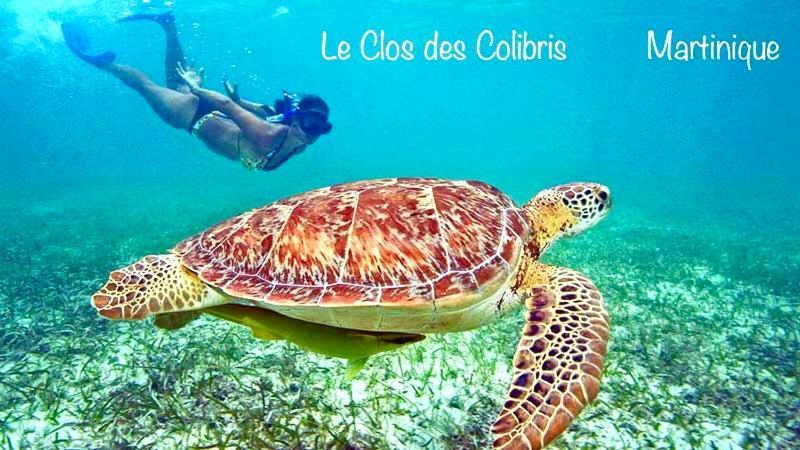 Lodge Colibris Piscine Privee Vue Panoramique Mer Et Montagne Pelee , 500 M Plage Dans Un Parc , Calme Assure Ideal Pour Decouvrir Le Nord Caraibes ลาการ์เบต์ ภายนอก รูปภาพ